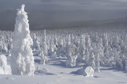 Гух #036
