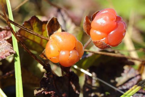 Гух #099