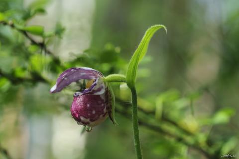 Гух #134