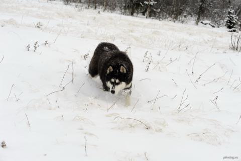 Гух #143 первый снег на  Лямпе